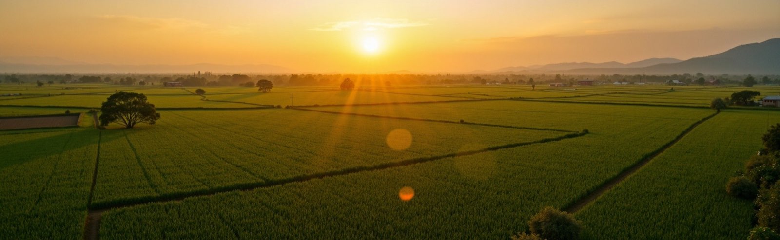 Campos agrícolas